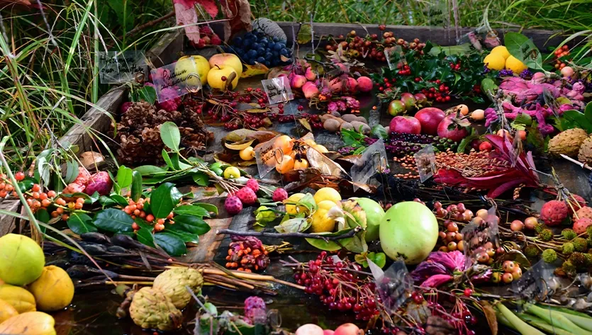 Organic Waste Collection